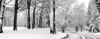 Landscape road,Forest,Snow,Trees